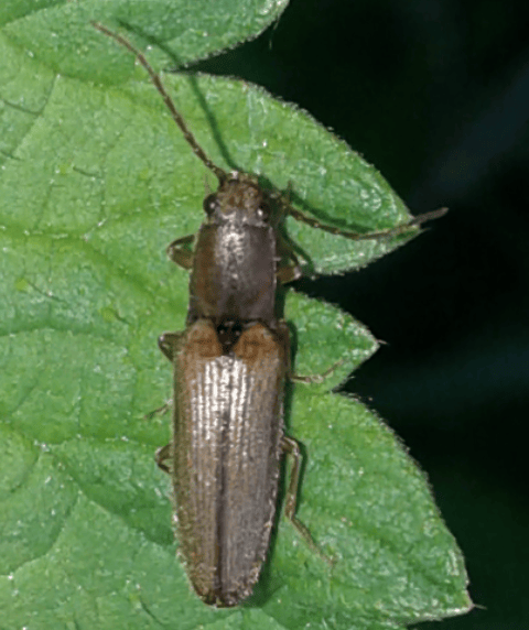 Elateridae: Athous sp.